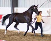 Sudha 3 Year Old Mare Inspection